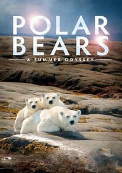 2018纪录片《北极熊：一个夏天的奥德赛》迅雷下载_中文完整版_百度云网盘720P|1080P资源